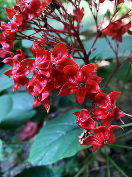 狀元紅網(wǎng)，揭秘4987精準(zhǔn)資料的秘密，狀元紅網(wǎng)揭秘，精準(zhǔn)資料4987背后的秘密