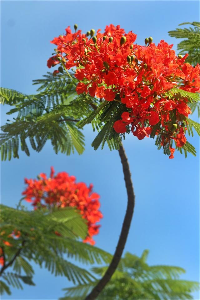 狀元紅，揭秘4987最準(zhǔn)最快的秘密武器，狀元紅，揭秘最準(zhǔn)最快的秘密武器 4987