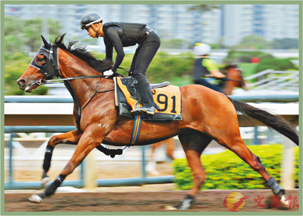 香港賽馬，探索數(shù)字背后的激情與榮耀，香港賽馬，數(shù)字背后的激情與榮耀之旅