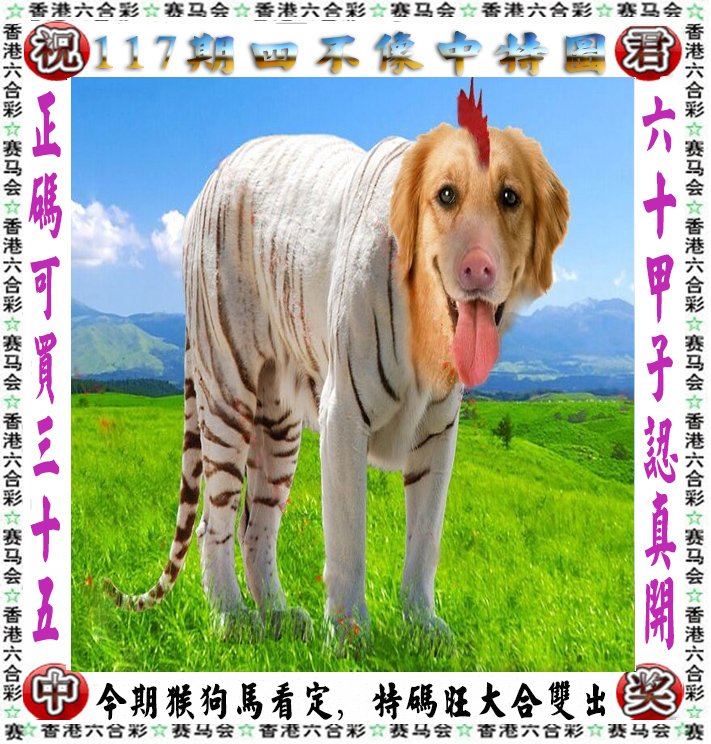王中王四不像一肖論壇，探索神秘論壇的世界，王中王四不像一肖論壇，神秘論壇世界的探索之旅