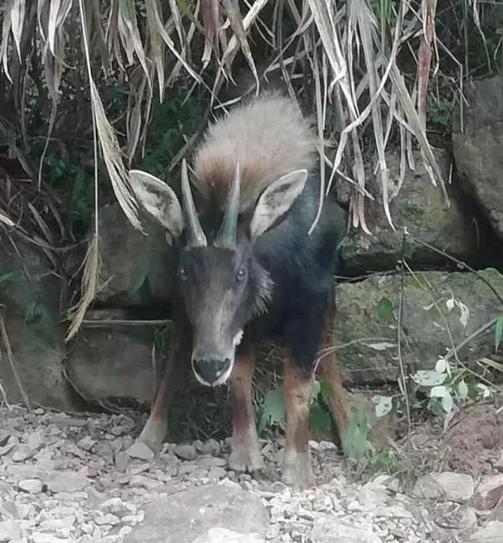 揭秘四不像一肖圖王中王身份之謎——探尋背后的神秘人物，揭秘四不像一肖圖王中王背后的神秘人物身份之謎