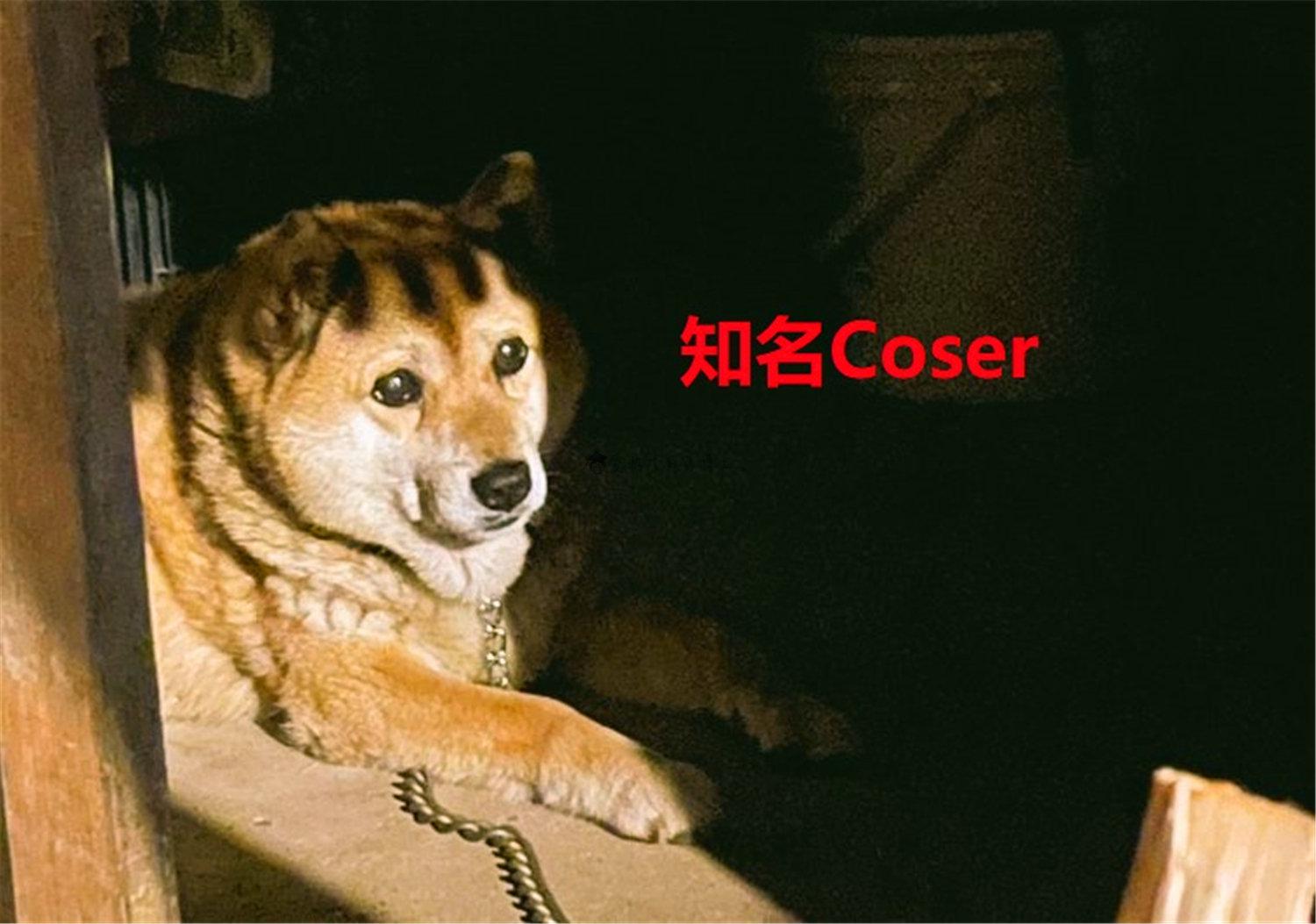 豬狗同行王中王，猜一肖，深度解析與SEO優(yōu)化，豬狗同行王中王猜謎解析與SEO優(yōu)化技巧，深度解析揭秘生肖之謎