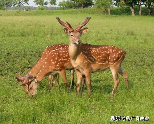 最新版本的6566cc澳彩資料大全介紹與特色功能解析，最新6566cc澳彩資料大全介紹與特色功能深度解析