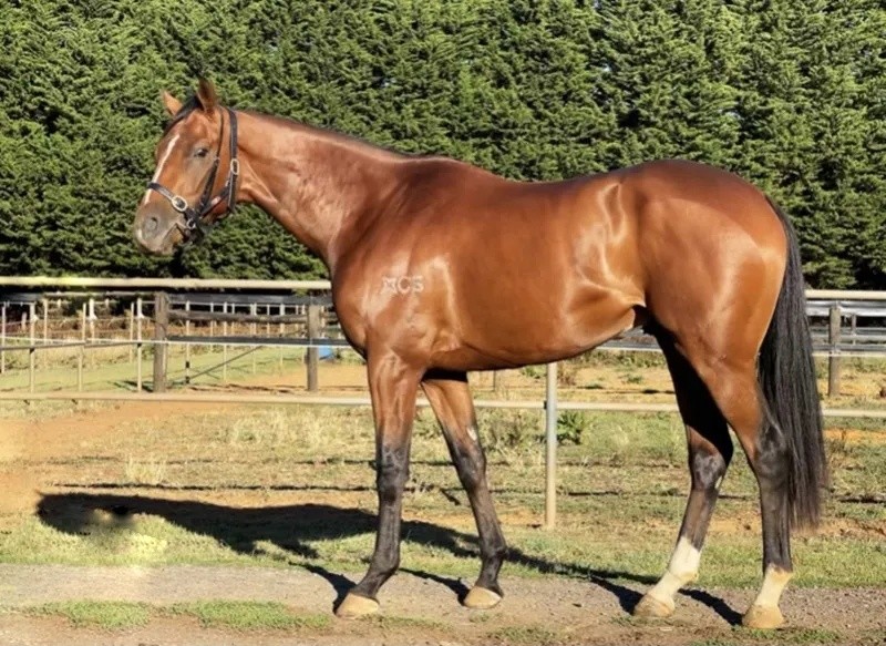 今晚澳門特馬開什么？今晚四不像的探討，今晚澳門特馬開彩結(jié)果及四不像探討