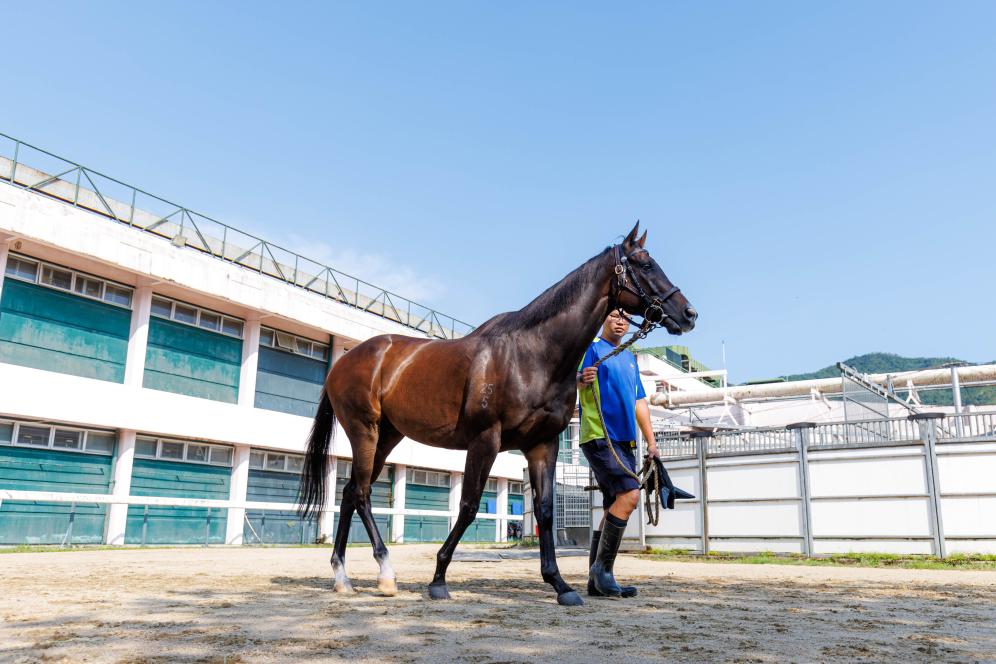 香港賽馬，77777與88888的激情碰撞，香港賽馬盛宴，激情碰撞的77777與88888對決