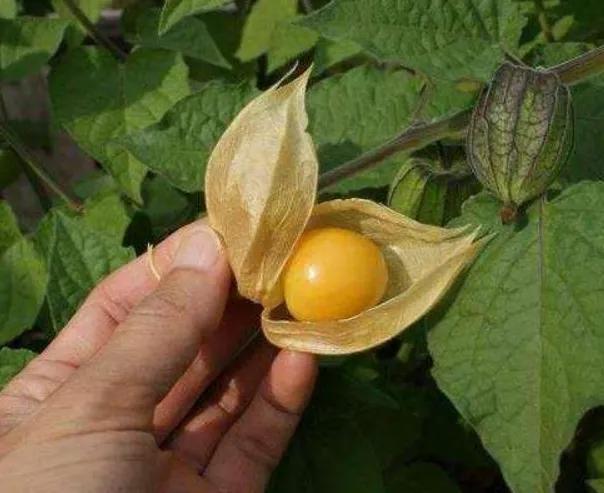 經(jīng)期最宜吃的水果，營養(yǎng)與健康并重，經(jīng)期最宜吃水果，營養(yǎng)與健康雙全兼顧