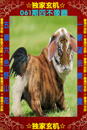 王中王四不像一肖中特，揭秘背后的奧秘與探索無(wú)限可能，揭秘王中王四不像一肖中特背后的奧秘與無(wú)限探索之旅