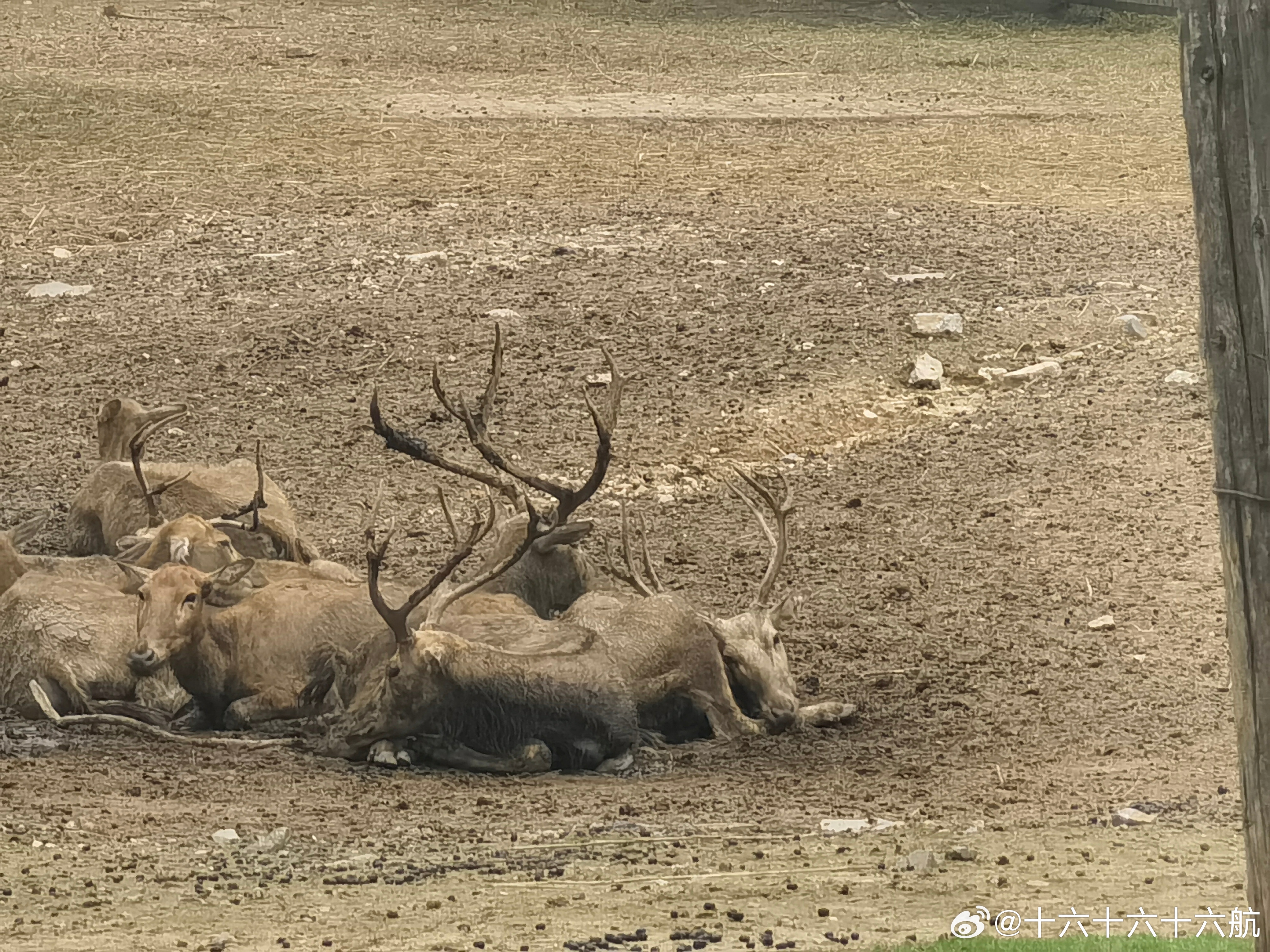 四不像王中王，一肖中特——揭秘神秘生肖魅力，揭秘神秘生肖魅力，四不像王中王，一肖中特之奧秘