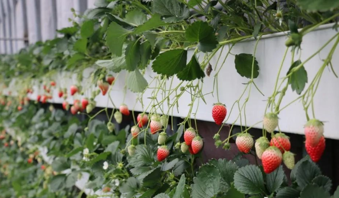 狀元紅97049精準(zhǔn)資料，深度解析與全面解讀，狀元紅97049精準(zhǔn)資料深度解析與全面解讀指南