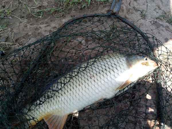 王中王中平碼一肖尾的秘密與SEO優(yōu)化策略探討，王中王中平碼一肖尾的秘密與SEO策略深度探討