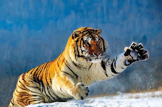 虎頭王中王打一生肖——揭秘背后的神秘符號(hào)，虎頭王中王背后的神秘生肖符號(hào)揭秘