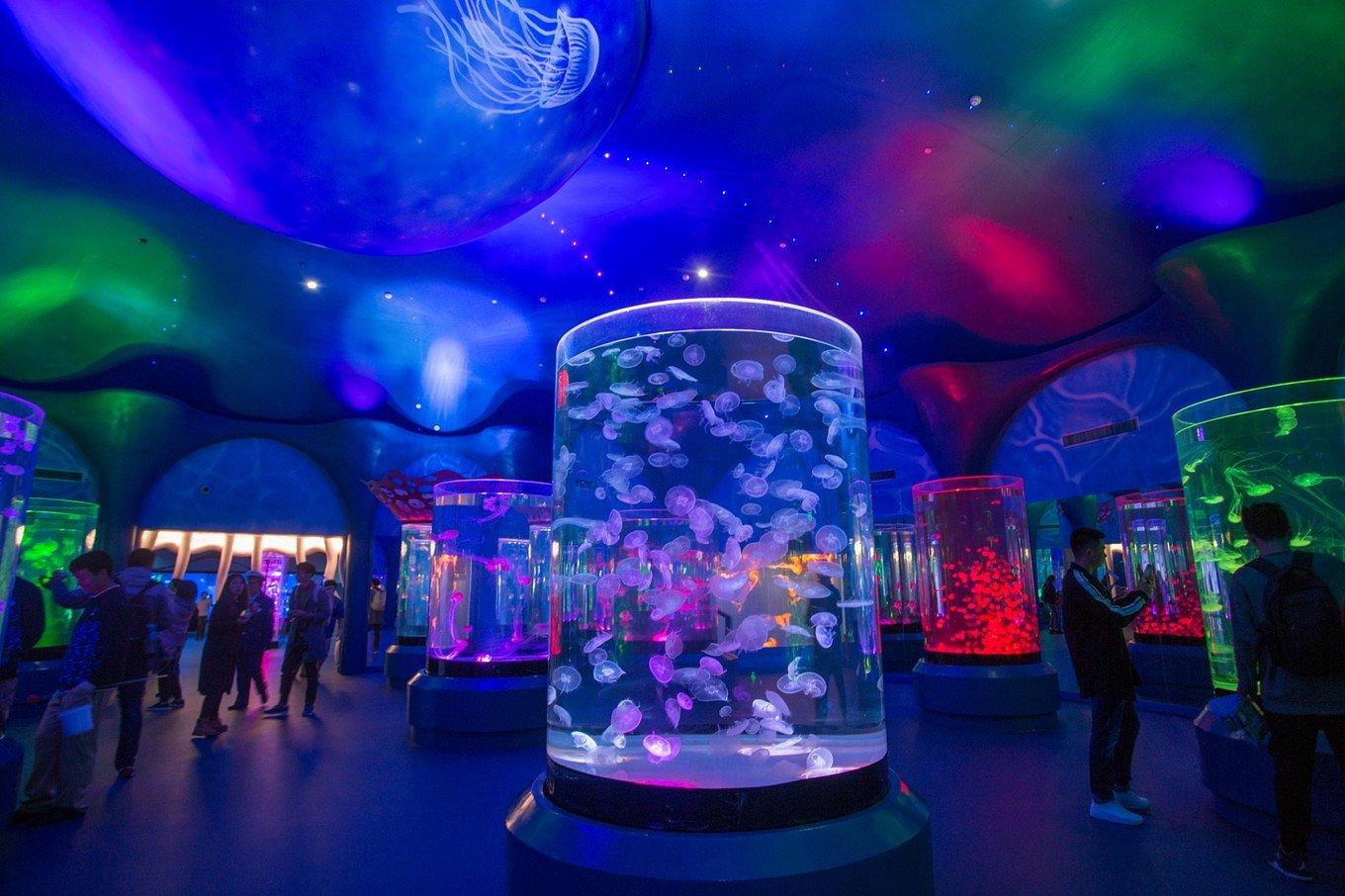 上海海昌海洋公園一日游攻略，上海海昌海洋公園一日游攻略詳解