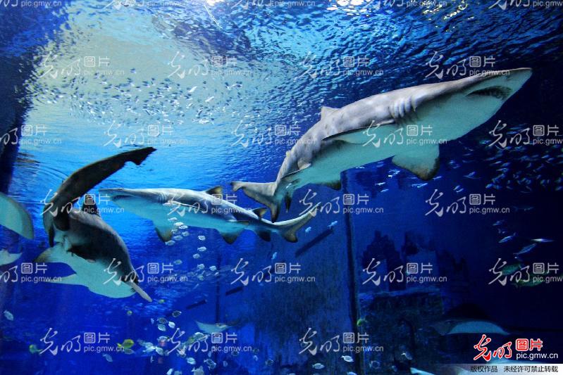 探索神秘的海底世界海洋館，一場奇妙的海洋之旅，深海奧秘之旅，海洋館里的奇妙海底世界探索