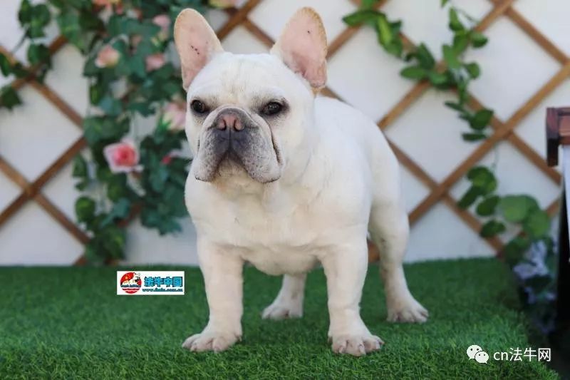 新澳門一碼一肖一待一中四不像的奧秘與探索，澳門一碼一肖一待一中四不像奧秘揭秘與探索