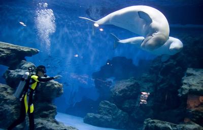 青島海底世界攻略，探索神秘的海底奇觀，青島海底世界攻略，揭秘神秘海底奇觀之旅