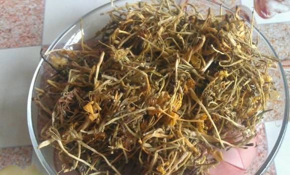 益母草與身體反應(yīng)，喝了三天益母草后排鮮血的奧秘，益母草與身體反應(yīng)，揭秘排鮮血背后的奧秘，三天益母草引發(fā)身體變化探究