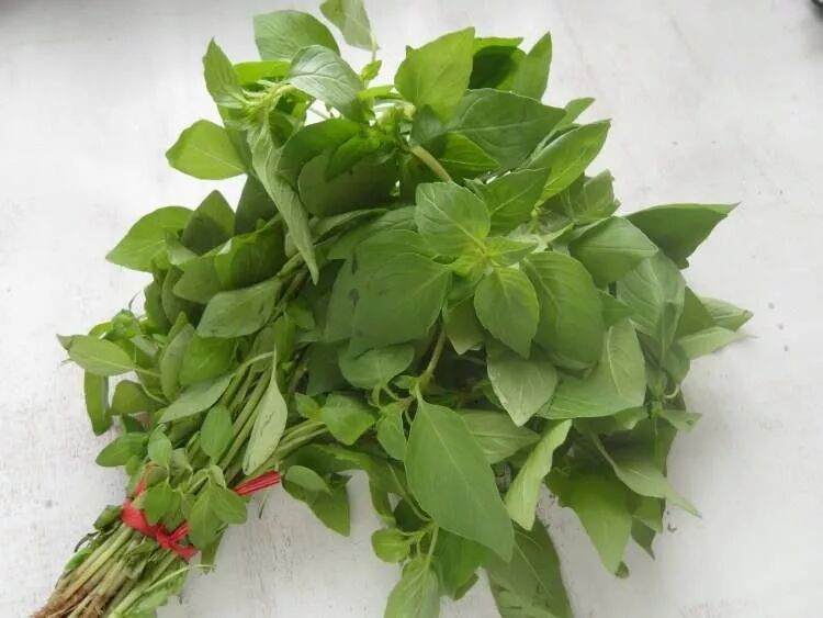 荊芥，一種神秘植物的探索與SEO優(yōu)化，荊芥，神秘植物的探索與SEO優(yōu)化揭秘