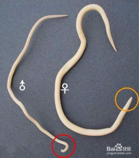 孩子有蛔蟲的七大表現(xiàn)及其影響，孩子有蛔蟲的七大表現(xiàn)及其影響，不容忽視的健康警報(bào)