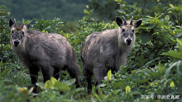 四不像必中一肖，揭秘劉伯溫的預(yù)測(cè)智慧，揭秘劉伯溫預(yù)測(cè)智慧，四不像必中一肖