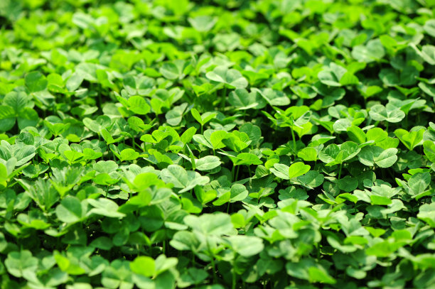 苜蓿草圖片，自然之美與SEO的完美結(jié)合，苜蓿草圖片，自然之美與SEO的交融之道