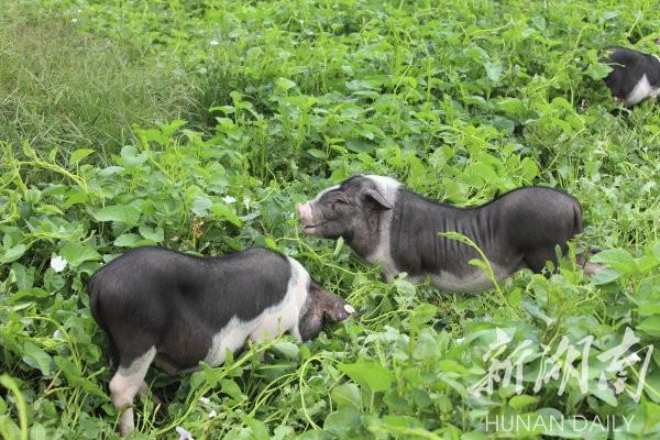 花豬王中王平特一肖，深度解析與SEO優(yōu)化策略，花豬王中王平特一肖，深度解析及SEO優(yōu)化策略探討